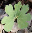 wfshl-bloodroot4.jpg (43736 bytes)