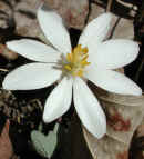 wfshl-bloodroot6.jpg (53828 bytes)