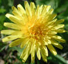 wfshl-dandelion1.jpg (60319 bytes)