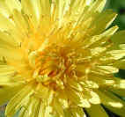 wfshl-dandelion1a.jpg (58214 bytes)