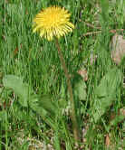 wfshl-dandelion3.jpg (110801 bytes)