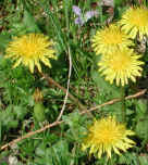 wfshl-dandelion4.jpg (97311 bytes)