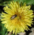 wfshl-dandelion5.jpg (71212 bytes)