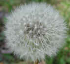 wfshl-dandelion6.jpg (53459 bytes)