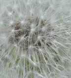wfshl-dandelion6a.jpg (81179 bytes)