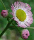 wfshl-fleabane5.jpg (48905 bytes)