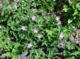 wfshl-geranium5.jpg (89199 bytes)