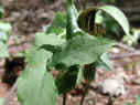 wfshl-jackinthepulpit1.jpg (39770 bytes)