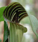 wfshl-jackinthepulpit2.jpg (39300 bytes)
