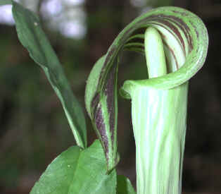 wfshl-jackinthepulpit3.jpg (36281 bytes)
