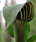 wfshl-jackinthepulpit4.jpg (37013 bytes)