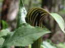 wfshl-jackinthepulpit5.jpg (35414 bytes)