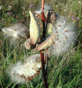 wfshl-milkweed8.jpg (78407 bytes)