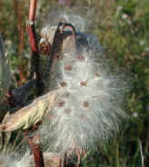 wfshl-milkweed9.jpg (66545 bytes)