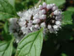 wfshl-mint-am4.jpg (35928 bytes)