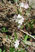 wfshl-springbeauties1.jpg (123182 bytes)