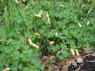 wfshl-yellowwoodsorrel1.jpg (64999 bytes)