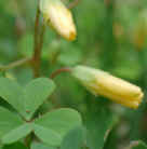wfshl-yellowwoodsorrel2.jpg (30259 bytes)