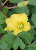 wfshl-yellowwoodsorrel3.jpg (43885 bytes)