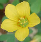 wfshl-yellowwoodsorrel4.jpg (34130 bytes)
