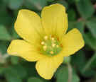 wfshl-yellowwoodsorrel5.jpg (26884 bytes)
