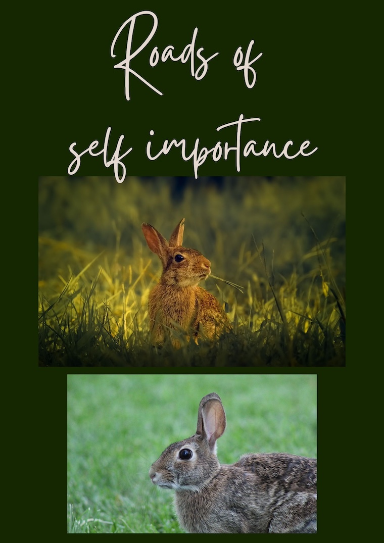 title and rabbit pictures