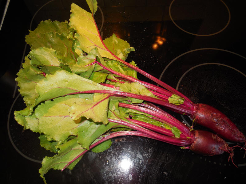 Beets, Formanova