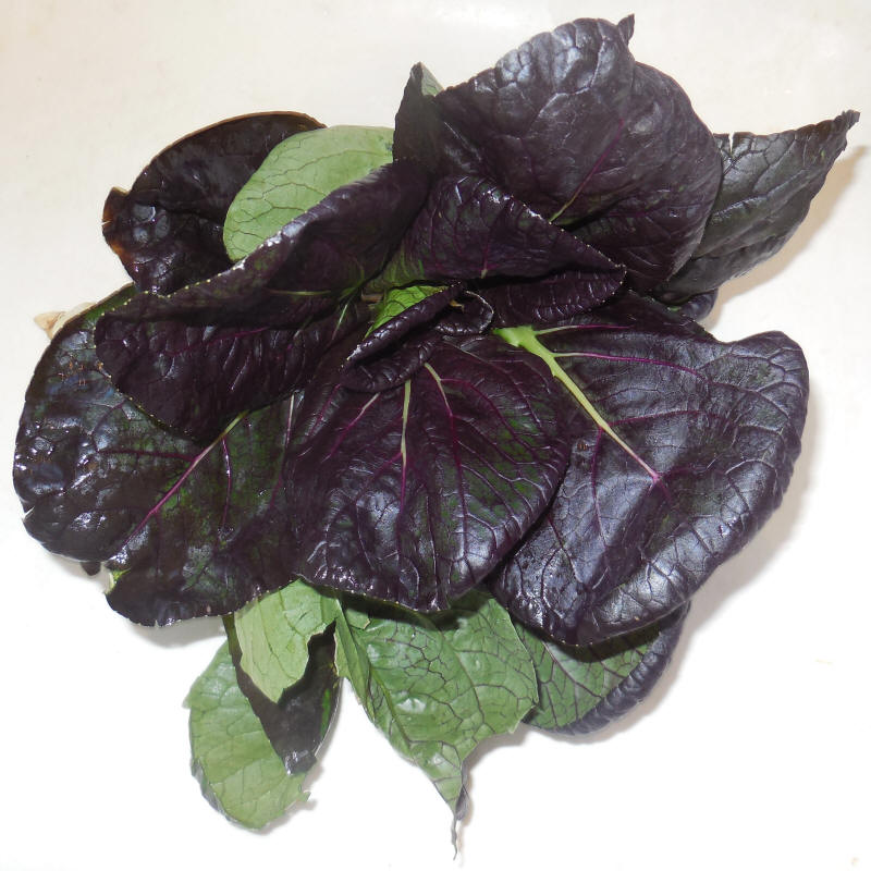 Bok Choy, Purple Lady