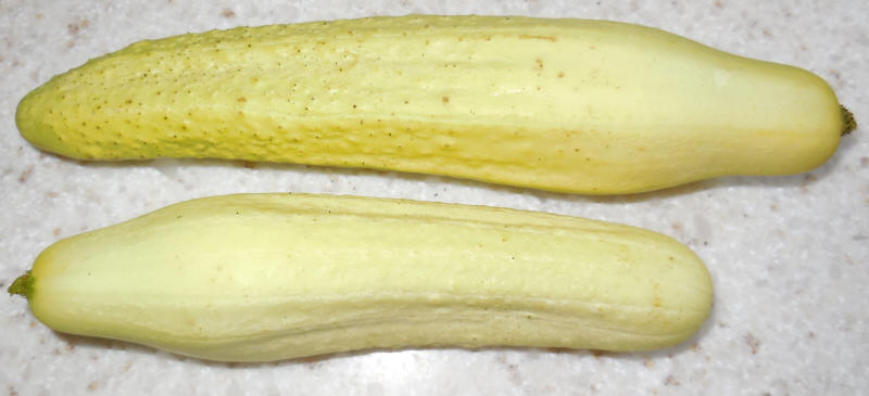 Cucumbers, Gele Tros