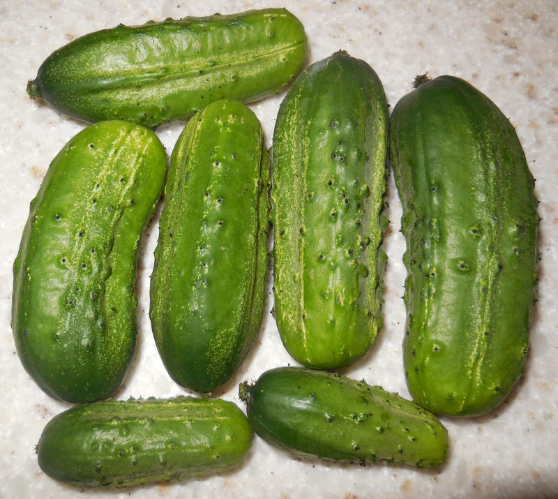 Cucumbers, Persian Pickling