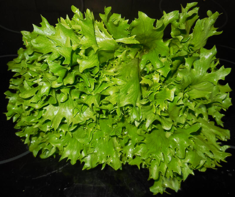 Lettuce, Summer Crisp
