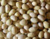 Beans, Mayocoba