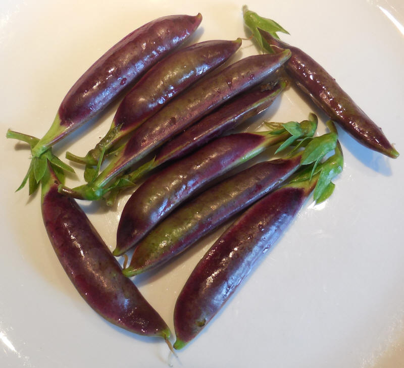 Peas, Royal Snap II Sugar Snap