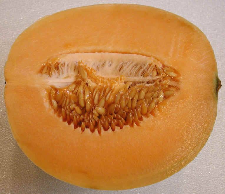 thumbnail image 2 of Home-Growth Golden Honeydew Melon Seeds – Sweet Orange Flesh, 30 Seeds, Ready For 2025 Planting 2 of 6
