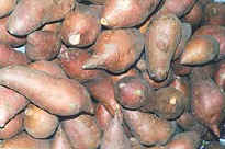 yams.jpg (6022 bytes)
