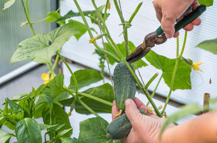 harvesting a cucumber