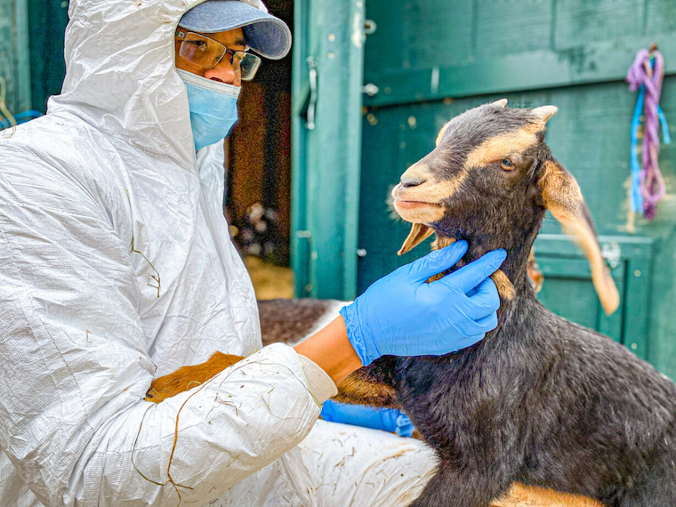 Arlo the goat receiving care
