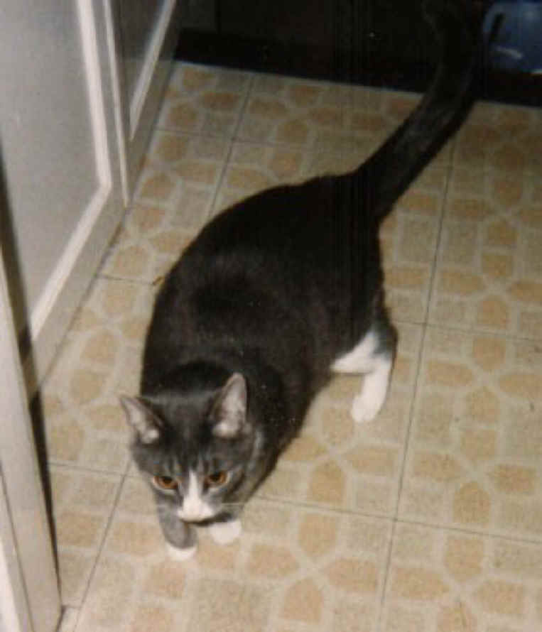 a-mousie-05