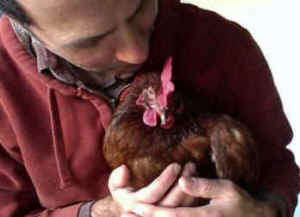 laying hen eggs Doris