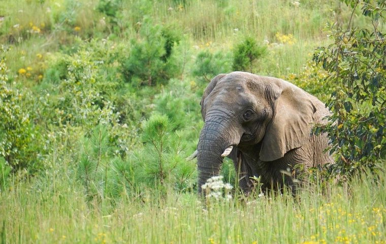 Elephant Donna