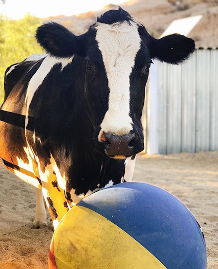 Faith the cow