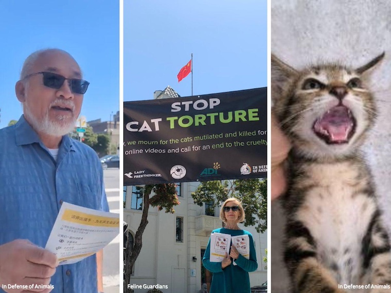 assemblymember, stop cat torture banner, and kitten