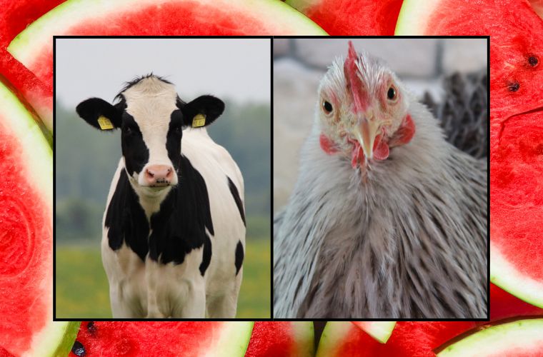 cow, chicken, and watermelons