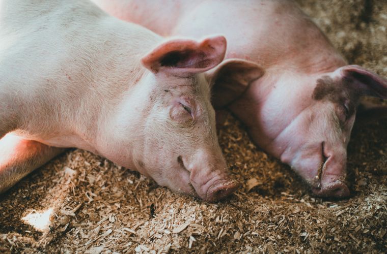 two pigs sleeping