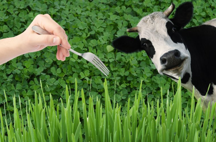 image of hand with fork, cow, and grass and clover