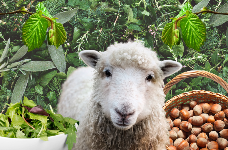 image a sheep, greens, herbs, and hazelnuts