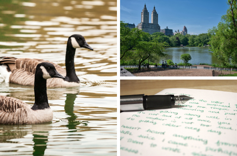 canada geese, other birds, and NYC