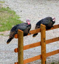 Turkeys Sitting on a Fence