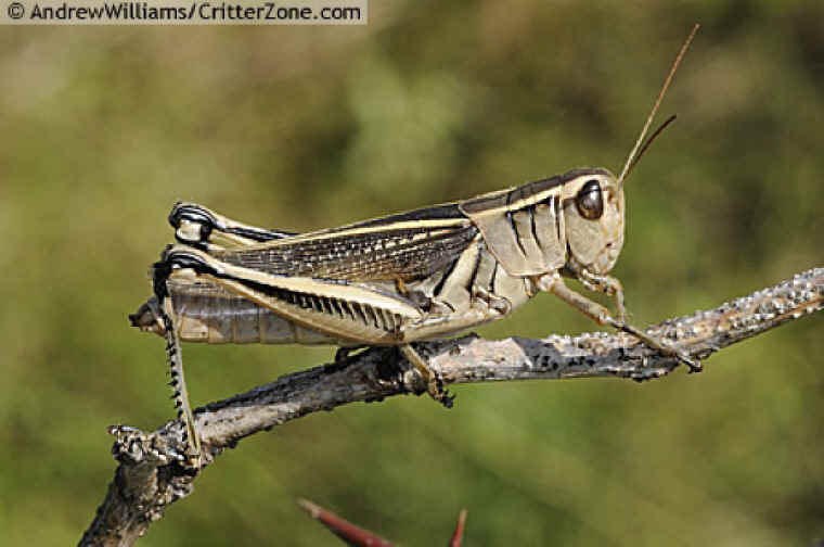 Two Striped Grasshopper