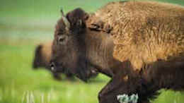 bison buffalo volunteer